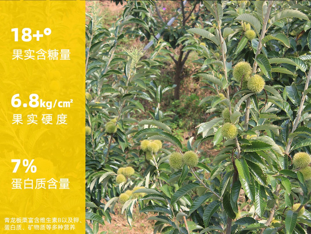 板栗詳情頁1080_03.jpg