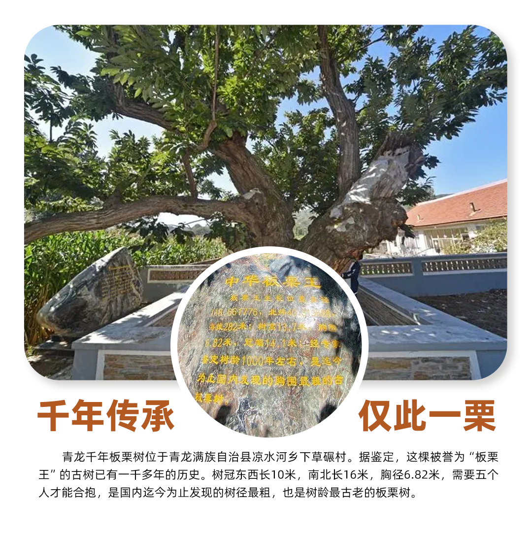 板栗詳情頁1080_08.jpg